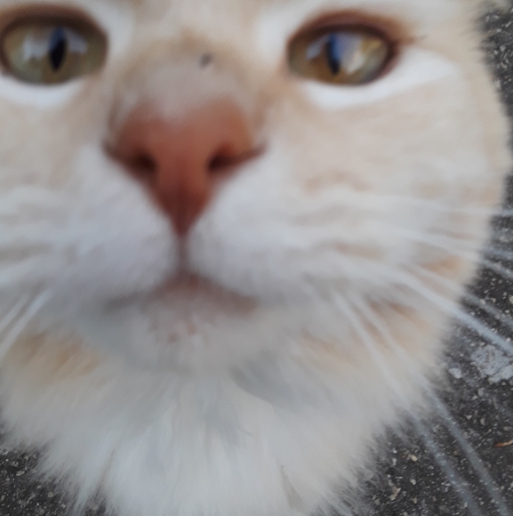 PLEASE SHARE SHARE - Picture 2 of 7